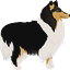 Collie